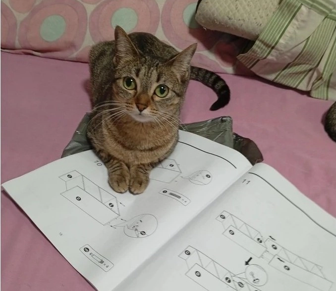 🐱 ERROR DE FIRMWARE: Se requieren 0 gatos