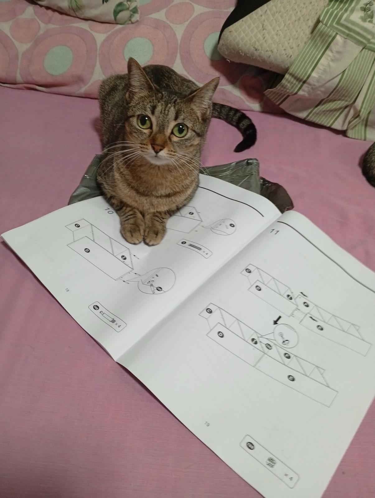 Pancitas llenas, Gatitos Felices