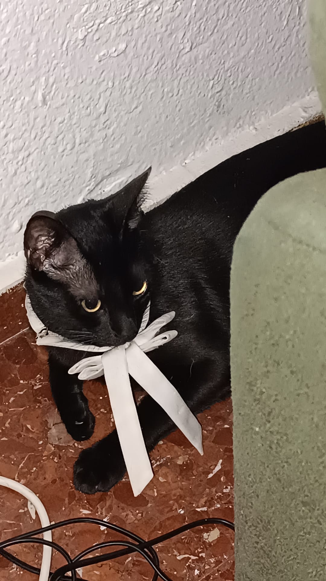 Pancitas llenas, Gatitos Felices