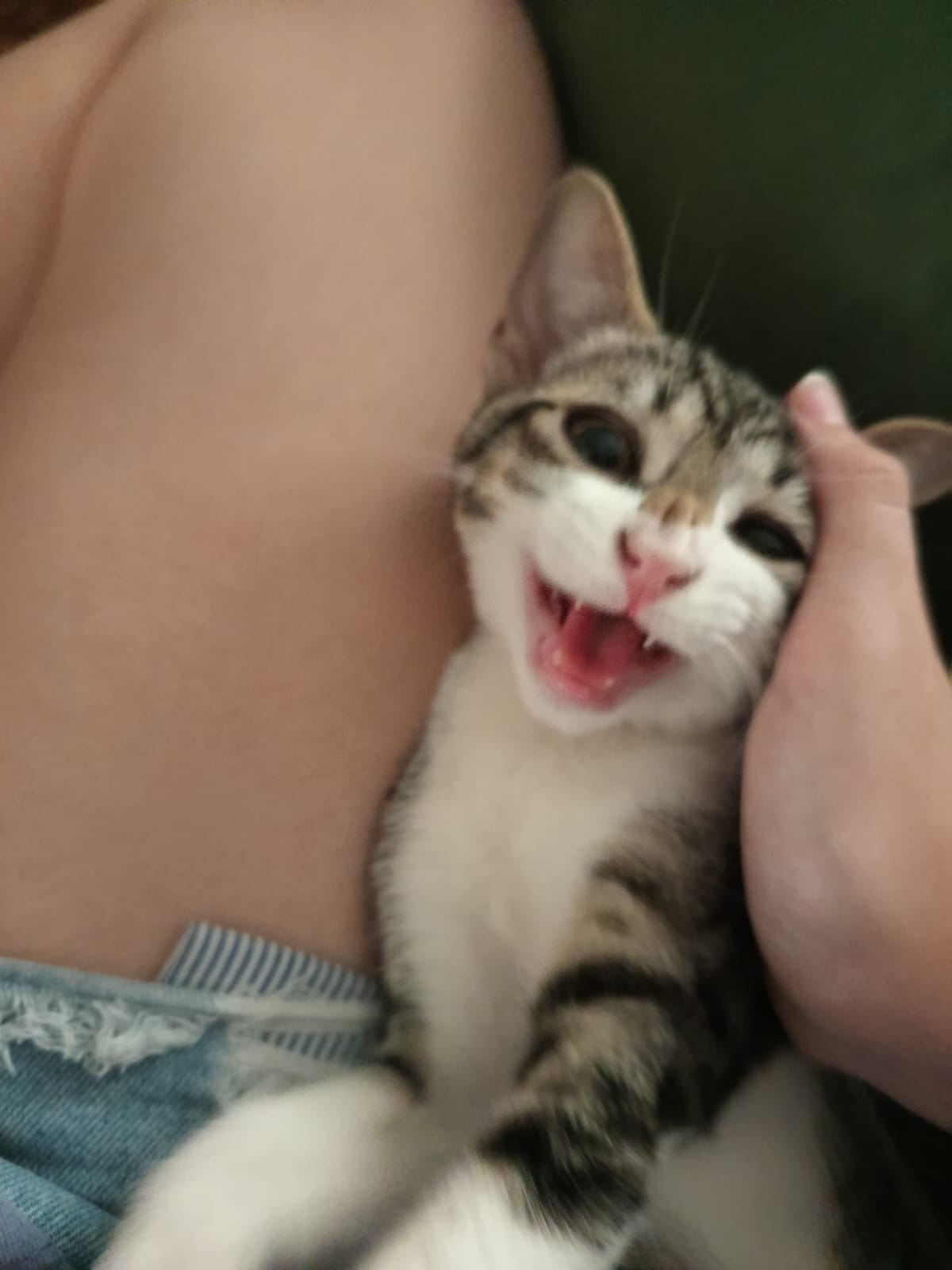 Pancitas llenas, Gatitos Felices