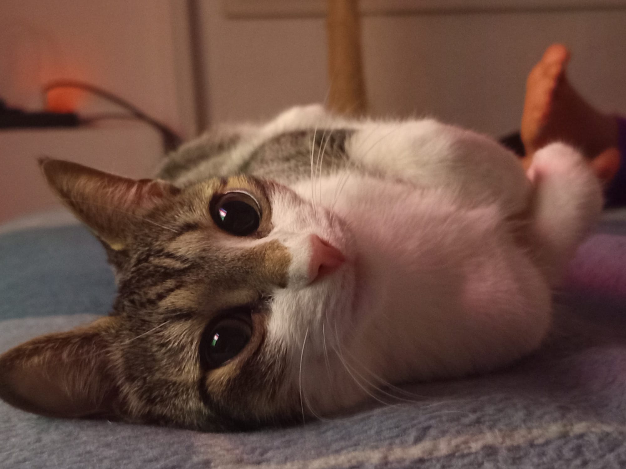 Pancitas llenas, Gatitos Felices