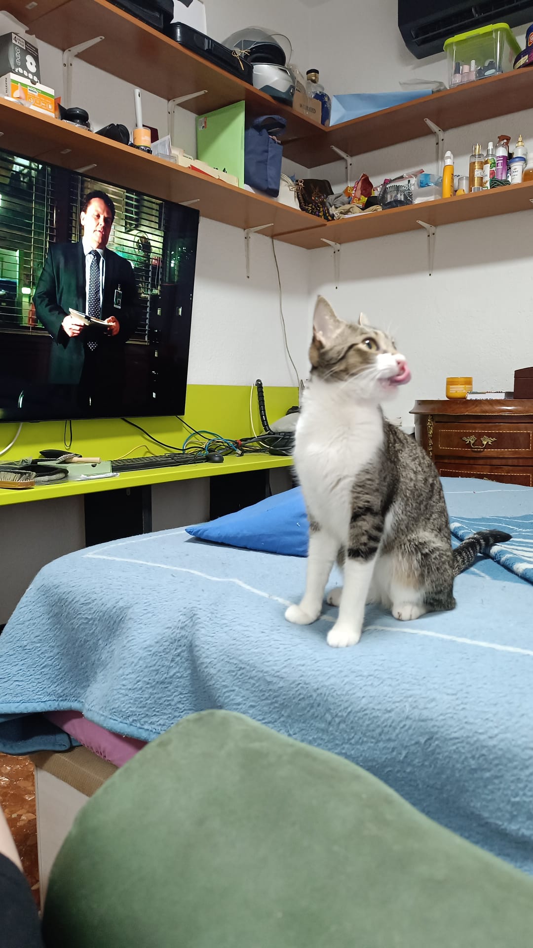 Pancitas llenas, Gatitos Felices
