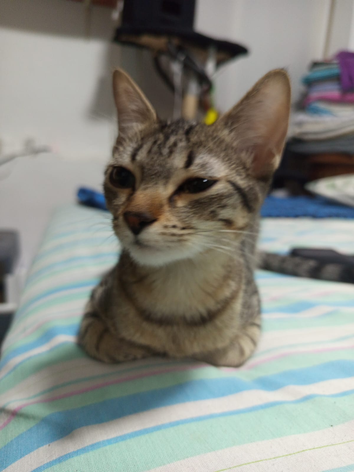 Pancitas llenas, Gatitos Felices