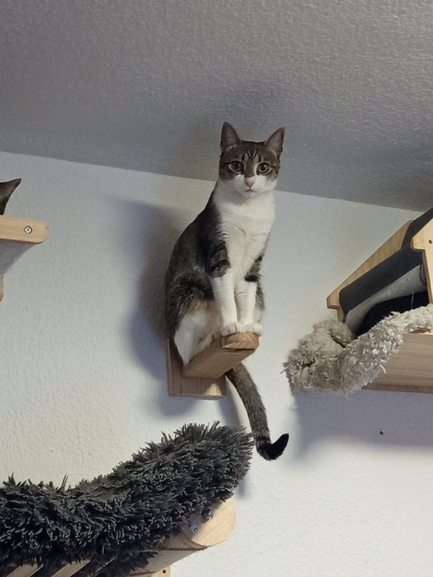 Videos de los gatitos